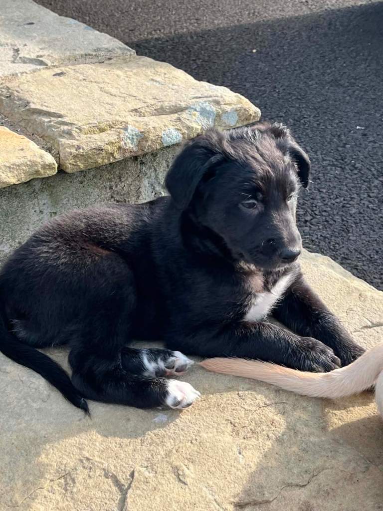 Retriever/ Belgium shepherd/ saluki pups 