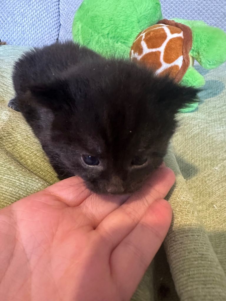 1 mainly black boy and girl left now, other 2 pending collection 