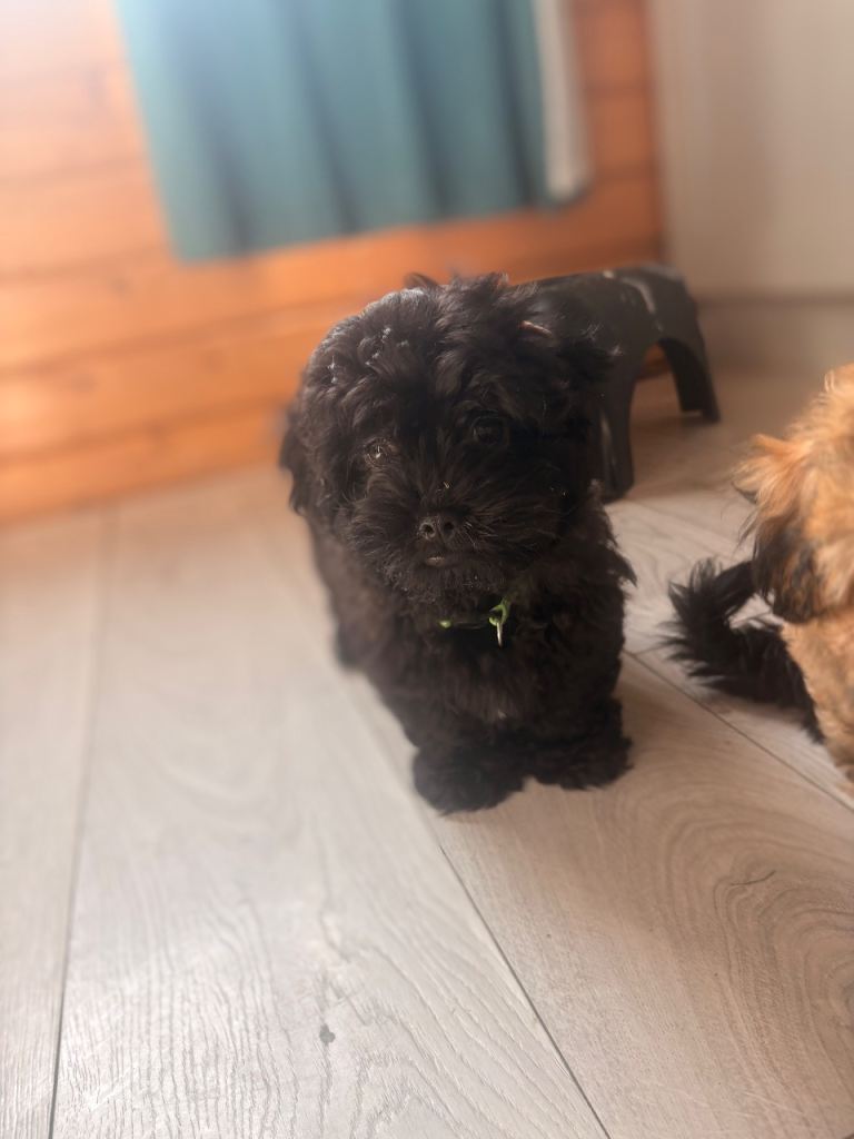 Beautiful Malshi pups for sale 