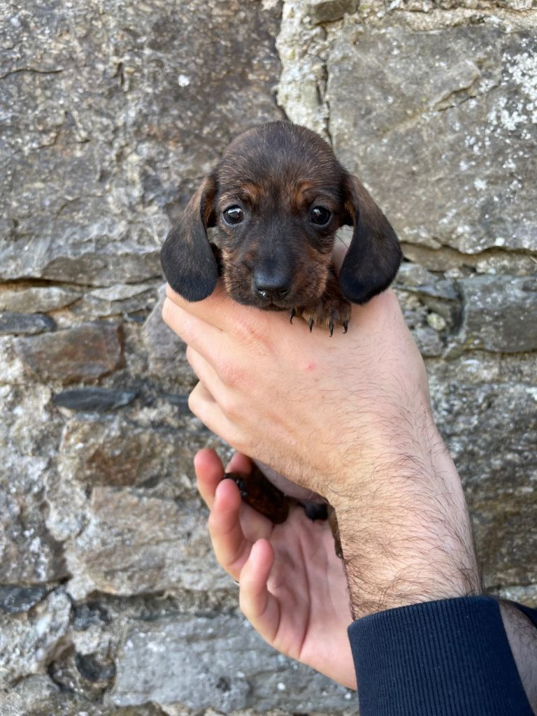 Miniature dachshund puppies