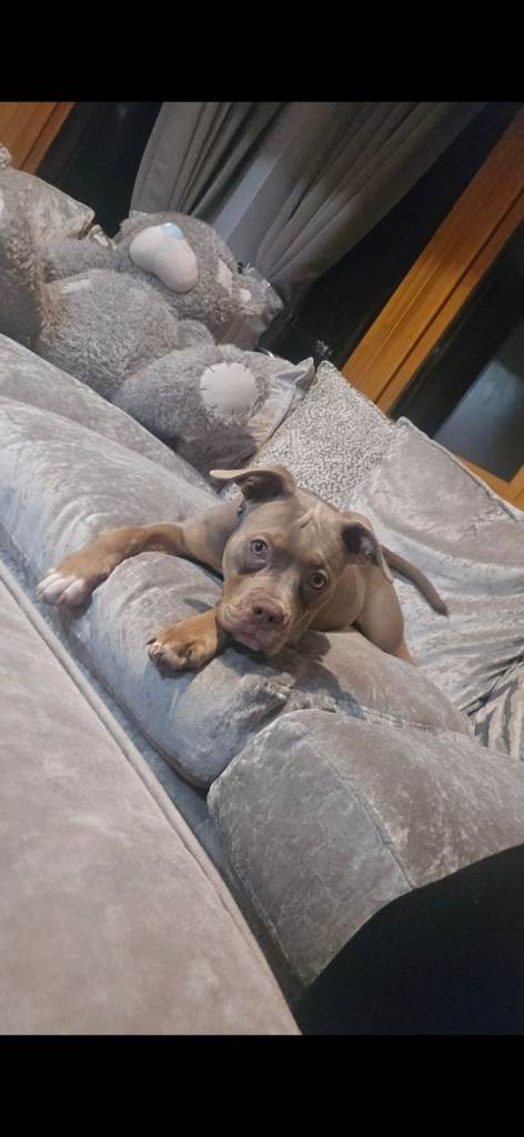 Classic american bully 