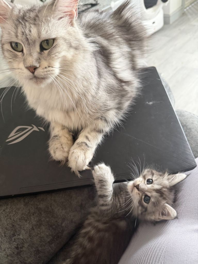 Mainecoon kitten