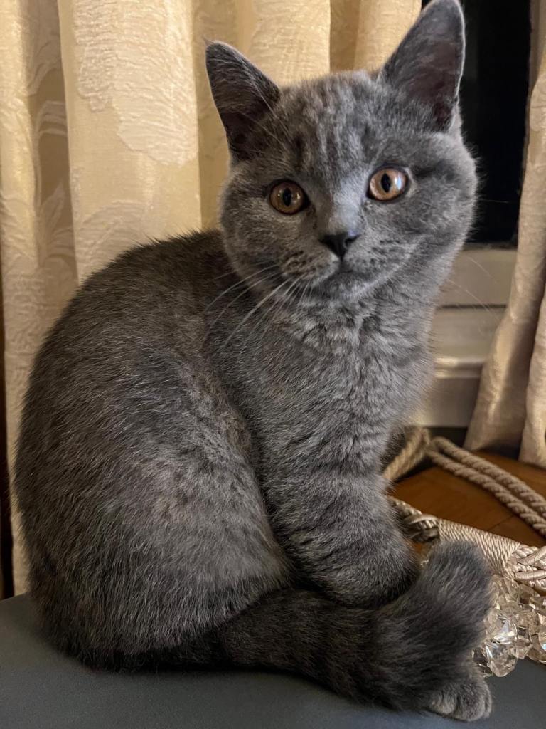 British Shorthair 6 month old neutered and vaccinated 