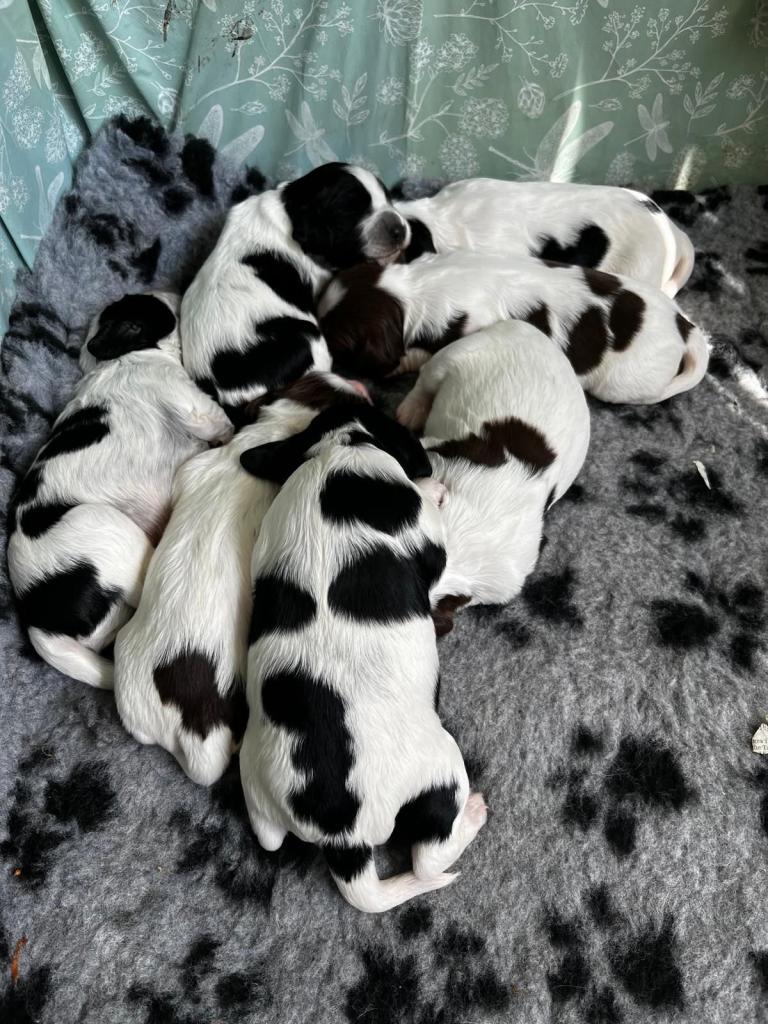 Sprocker puppies