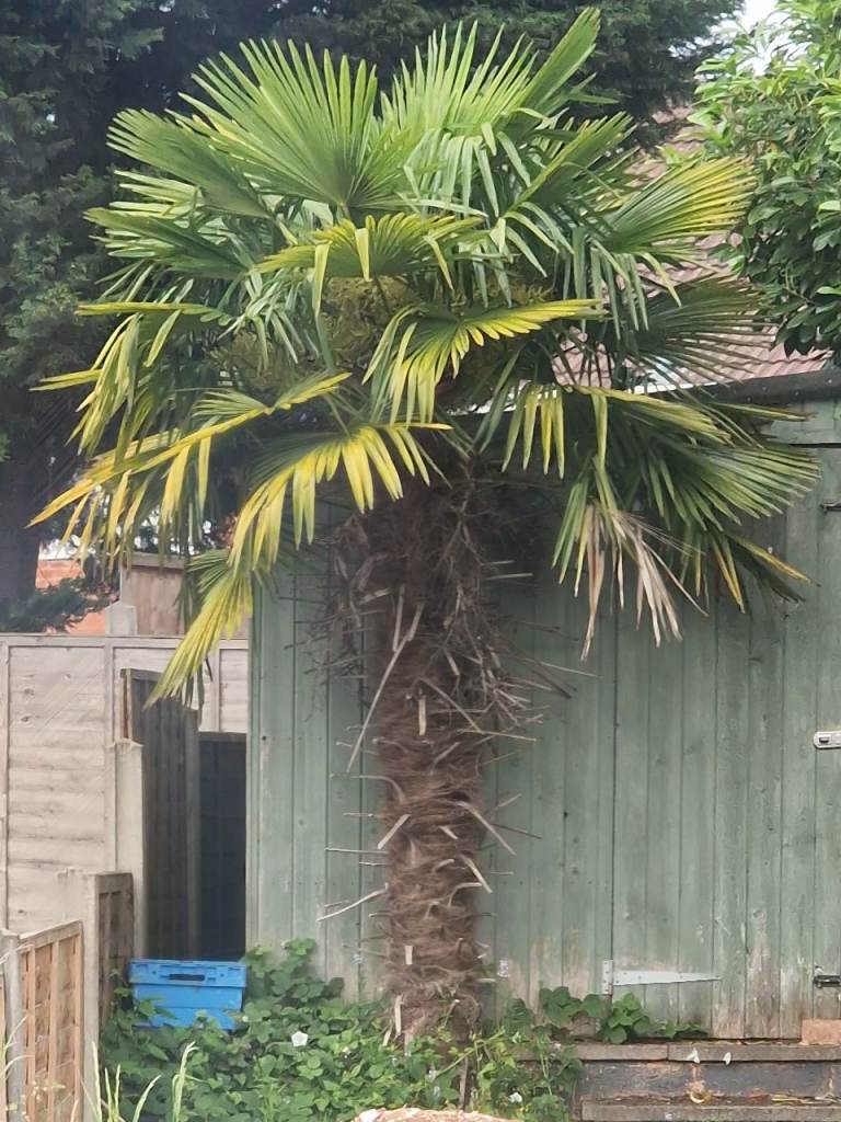 Trachycarpus Fortunei Palm Tree
