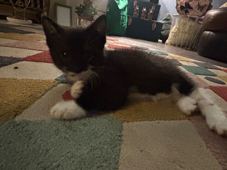 3 beautiful mixed kittens for sale 