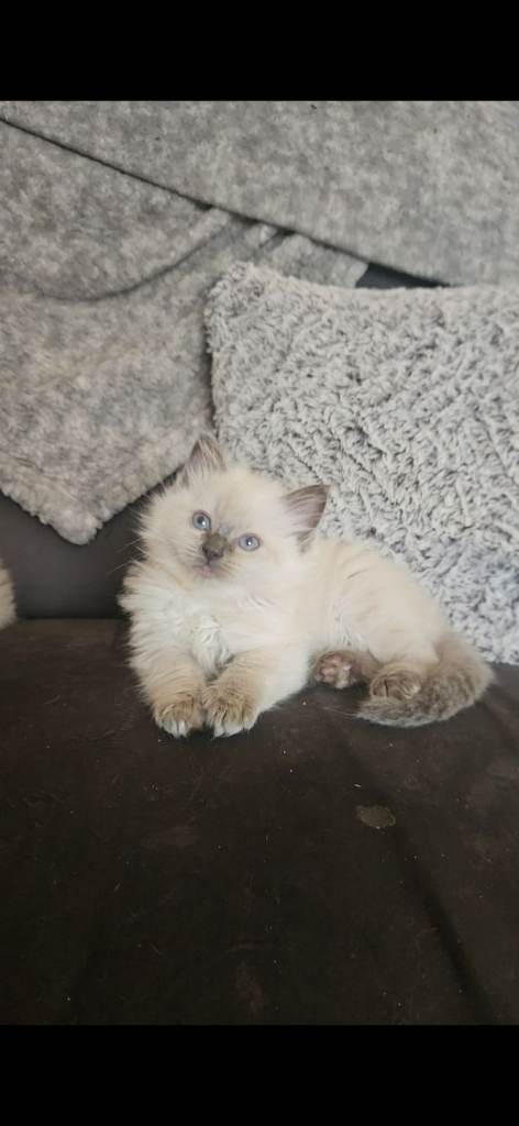 Ragdoll kittens *1 girl left*