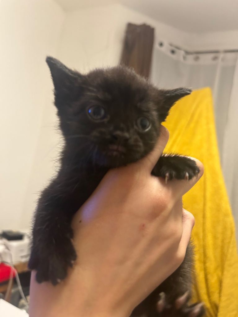 KITTENS FOR SALE- URGENT