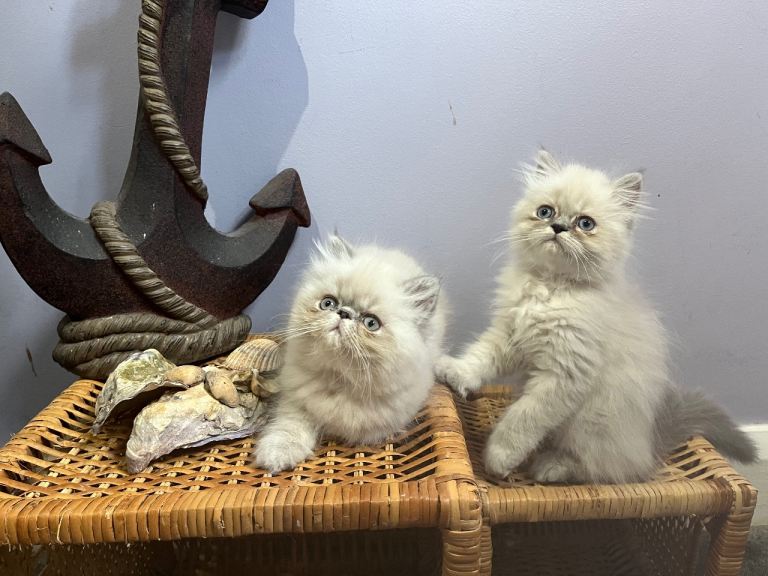 Ready Fri (7th). Fully vaccinated & ready to go. 2 Gorgeous Persian kittens (M).  BR3 