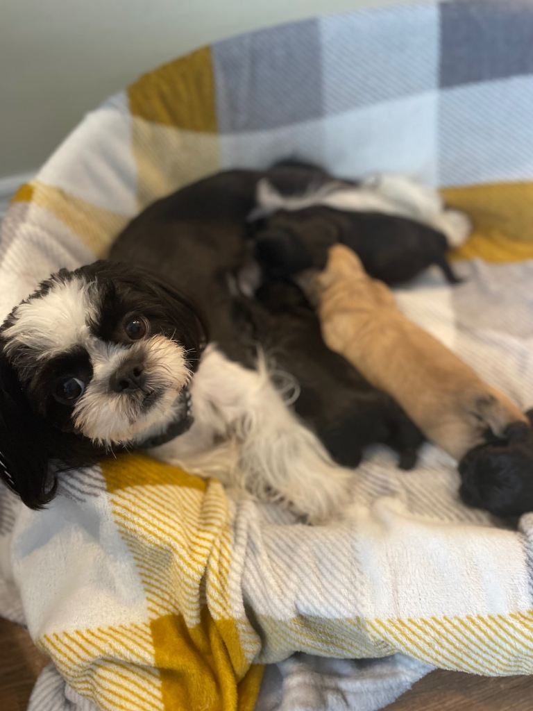 Shih Tzu puppies