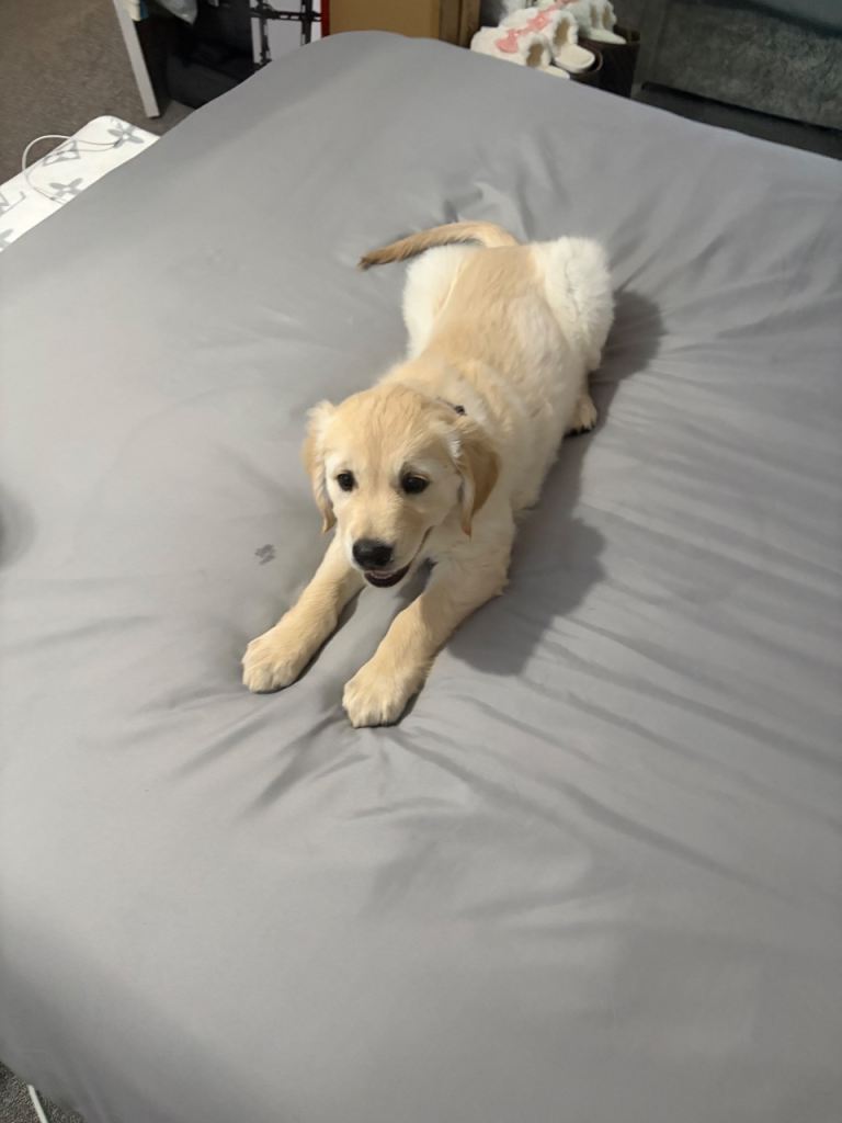 13 week old puppie