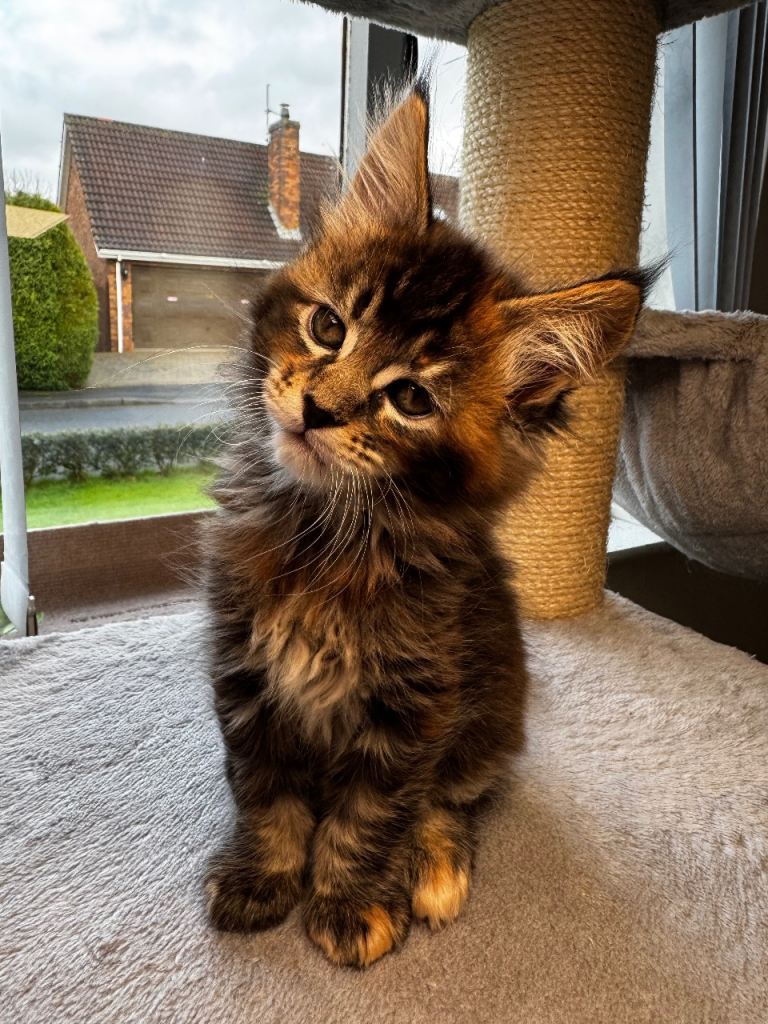 Full pedigree Maine Coon Kittens