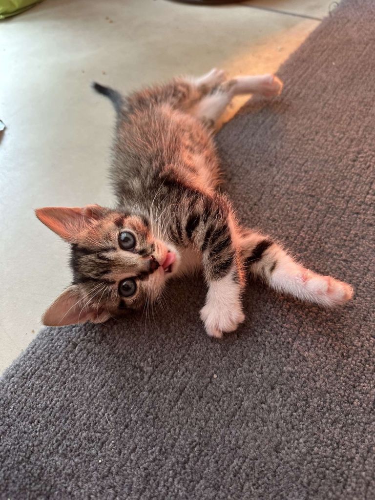 make and female kittens