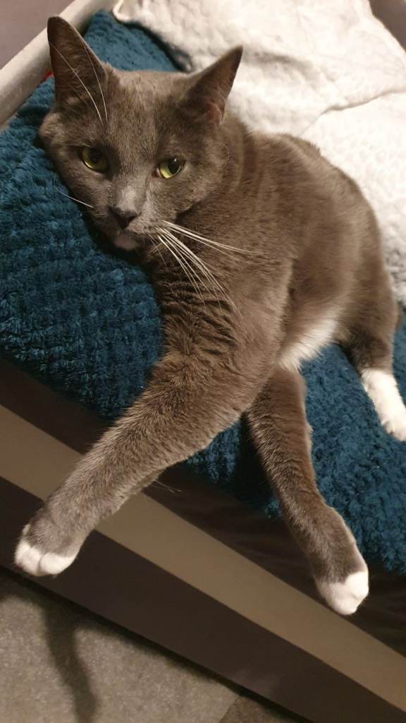 Looking for new loving home 🐈‍⬛💗