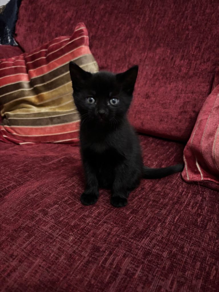 Gorgeous black kittens