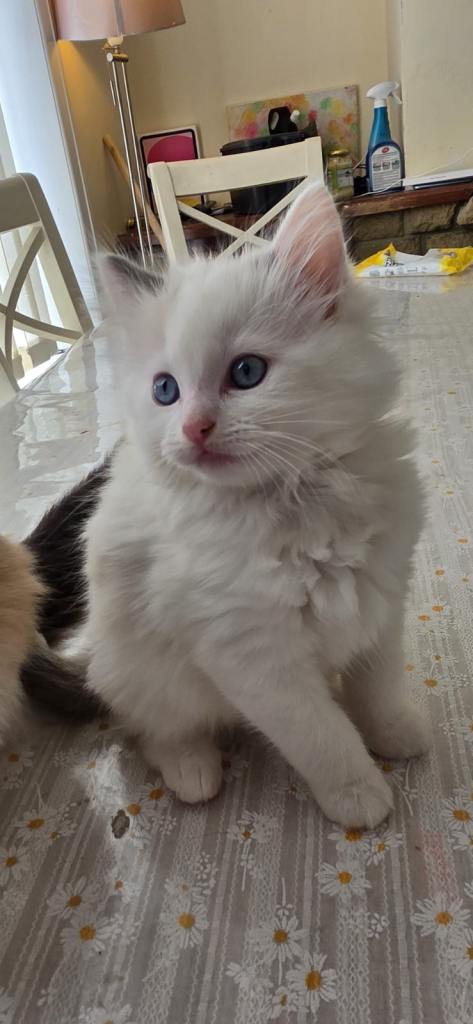 Beautiful Ragdoll Kittens – ready to leave 