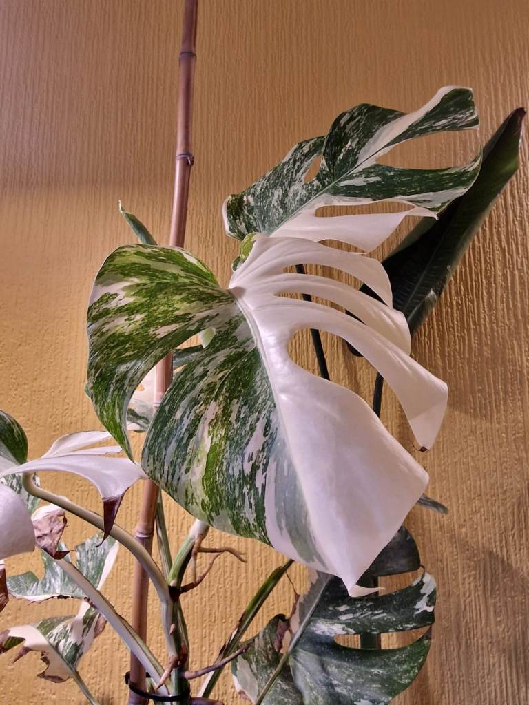INDOOR PLANT CARE / GET EXPERT ADVICE 