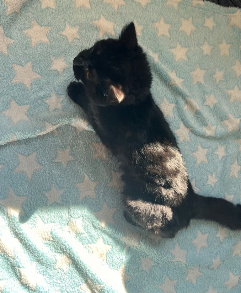 Kitten - 4 Months old