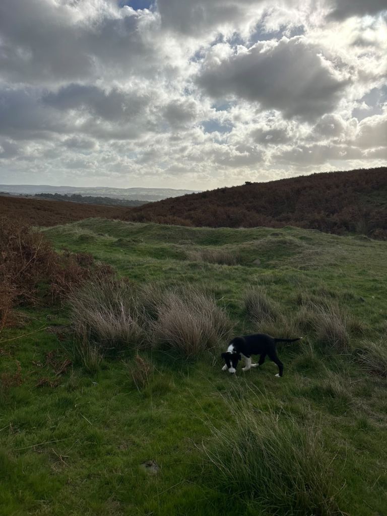 Border collie puppy | in Hengoed, Caerphilly | Gumtree