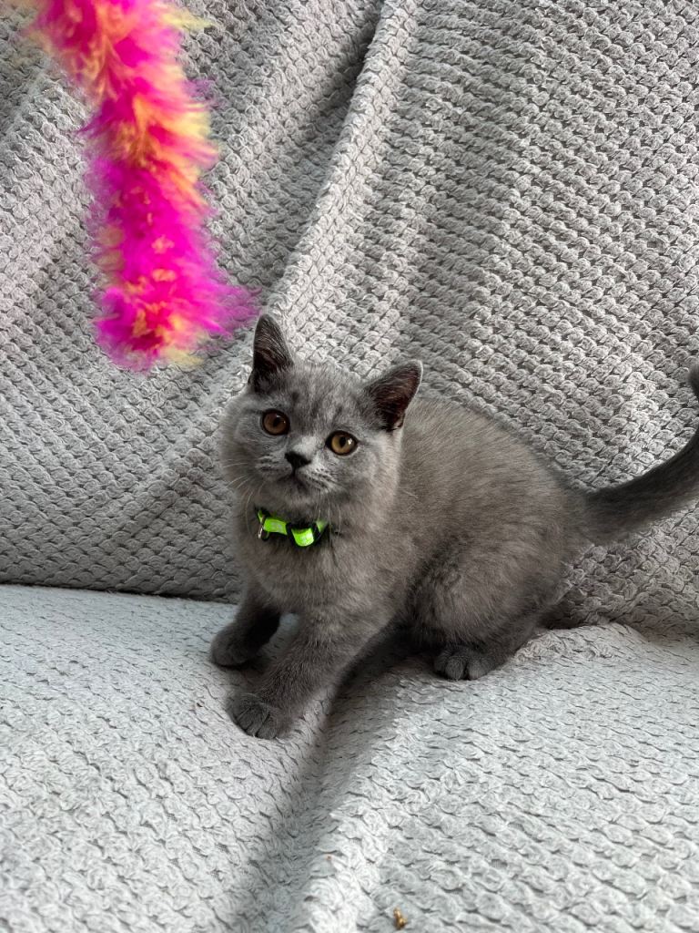 Pure Breed British Shorthair Kittens