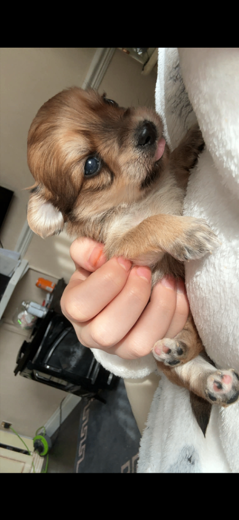 Beautiful Pomeranian x Yorkie puppies