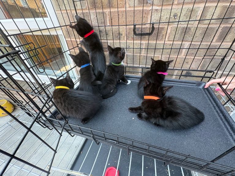 Kittens for sale - 8 weeks old