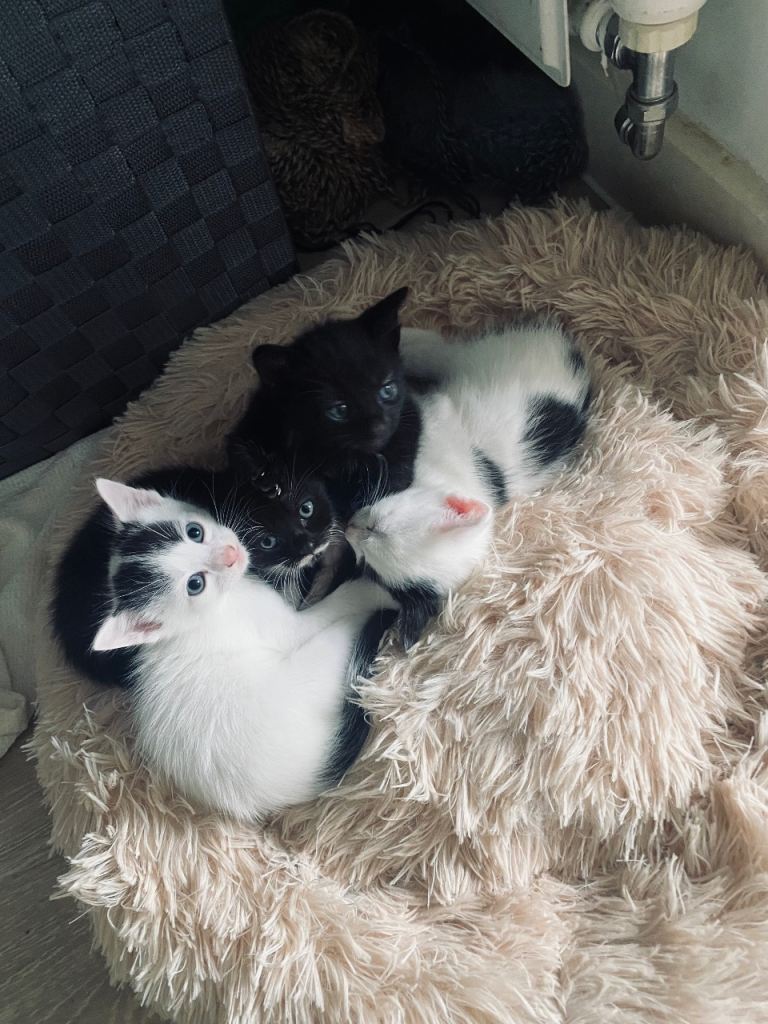 🐾 2 Adorable Kittens Looking for Their Forever Homes 🐾