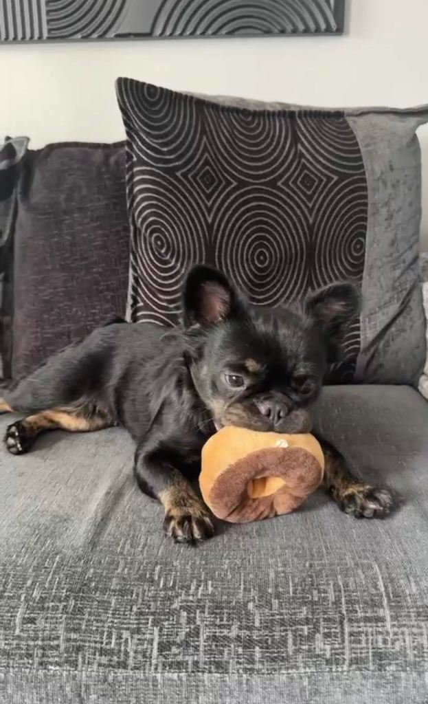 Fluffy French bulldog 