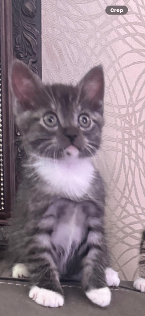 Ragdoll mixed British short hair 