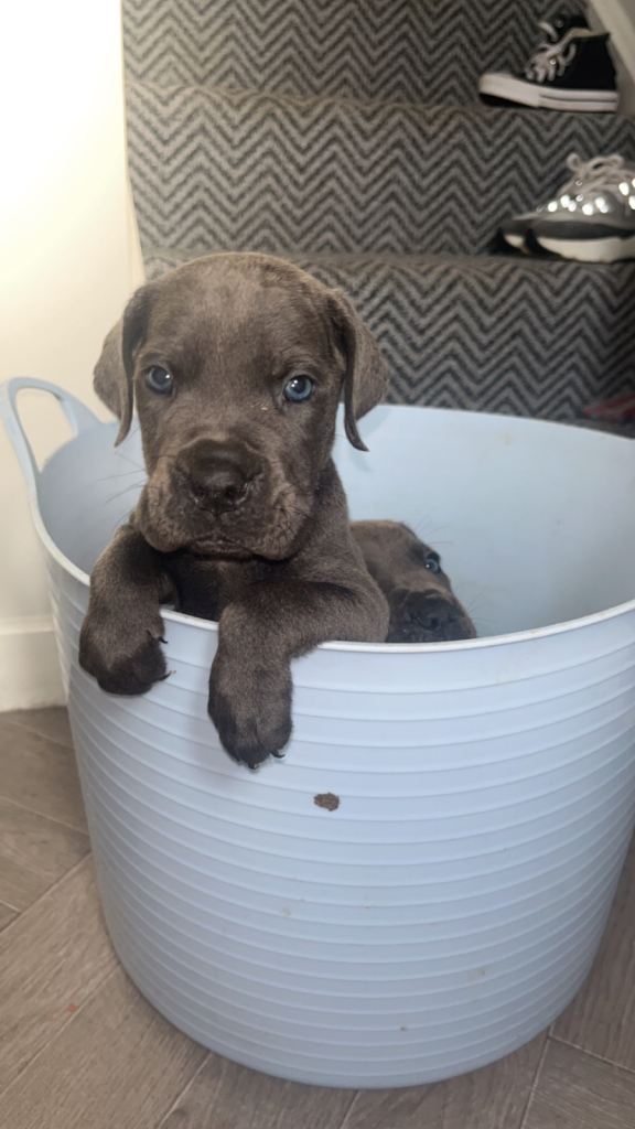 Cane corso pure breed