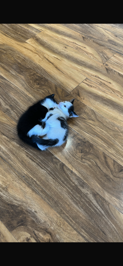 Beautiful kittens 