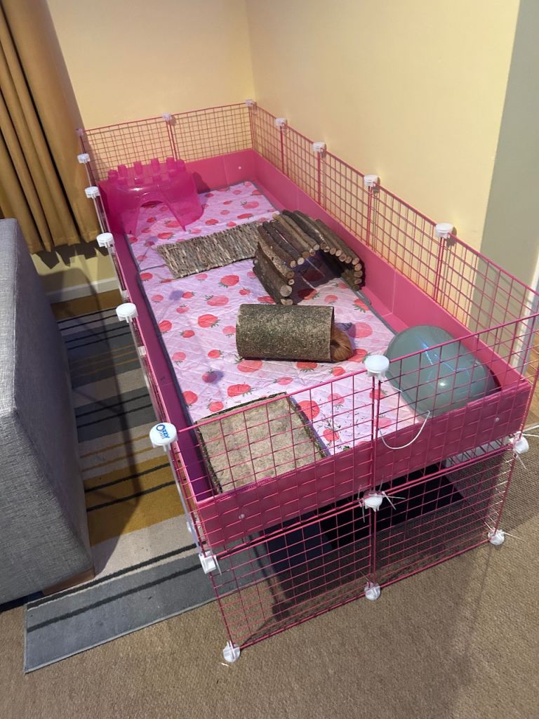 Two female guinea pigs 