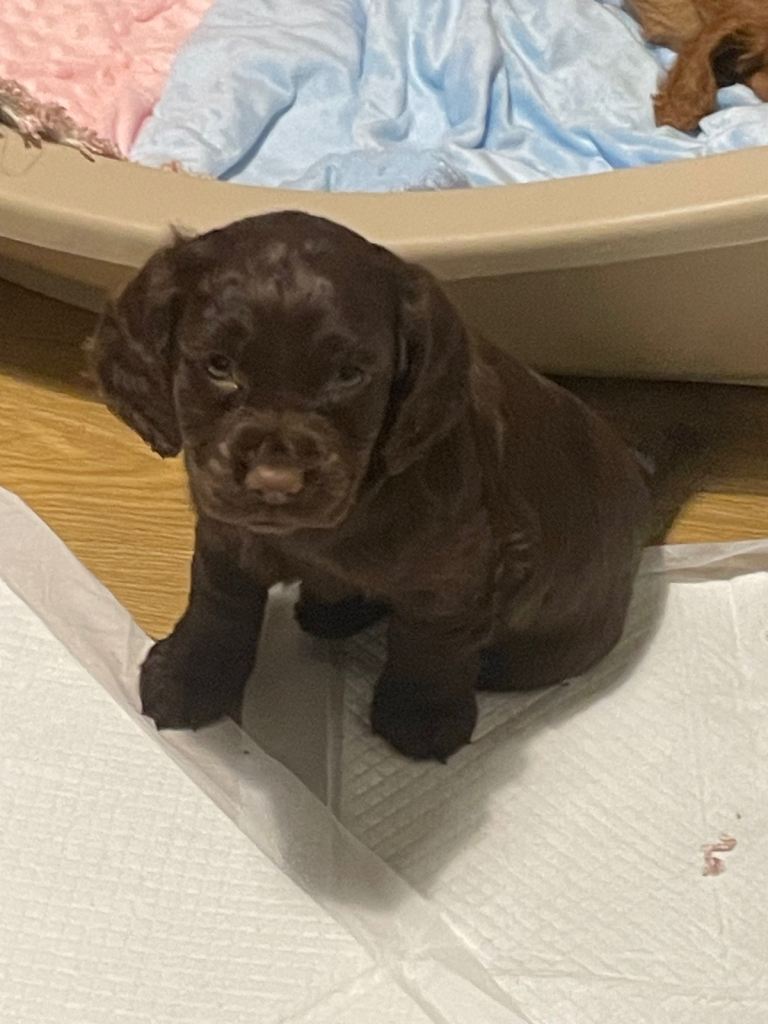 Cocker spaniel puppies