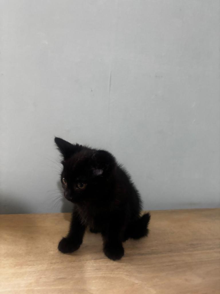 Black with shades of brown kitten 