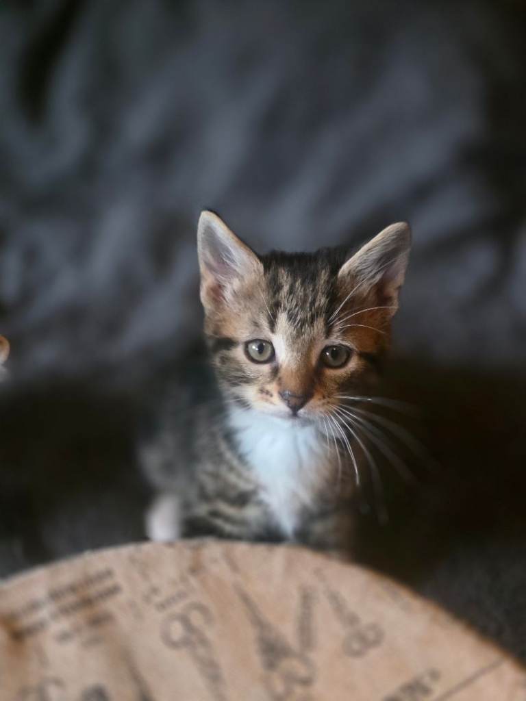 Kittens 