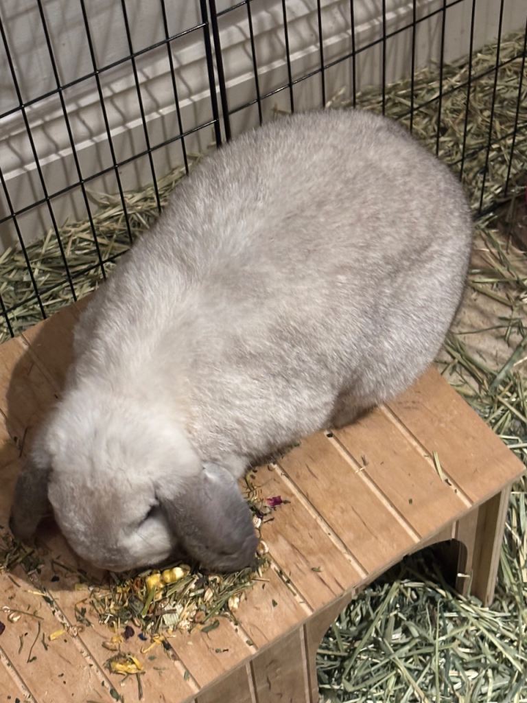 2 female rabbits 18 months old