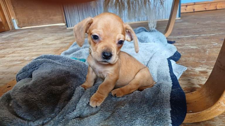 Miniature dachshund x french bulldog puppies 