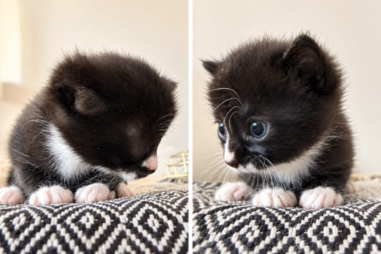 4 Gorgeous Kittens Available Now Tabby & Black/White Kittens Ready Now