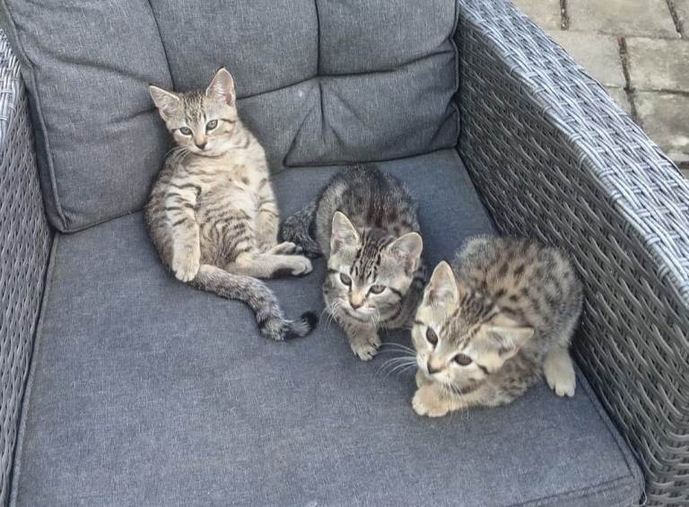 3 Tabby Kittens