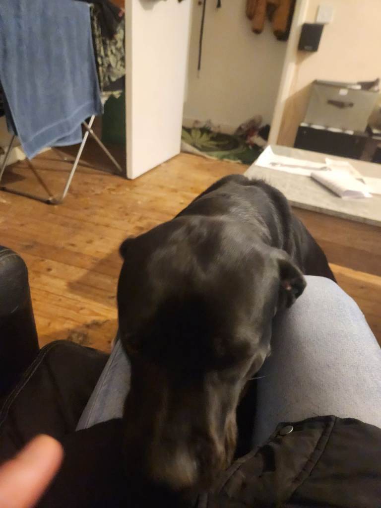 Cane corso