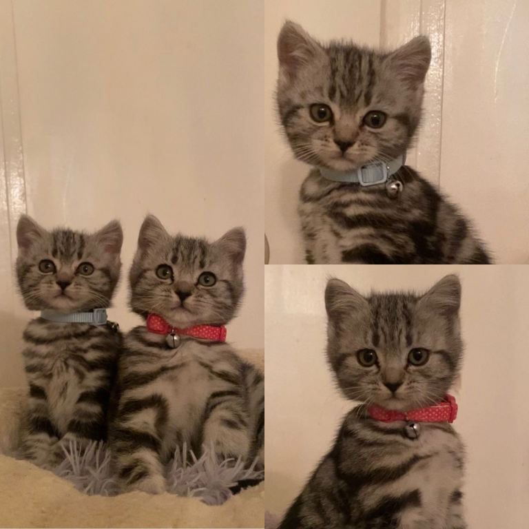 Silver Tabby British Shorthair Kittens – 1 Boy & 1 Girl Available