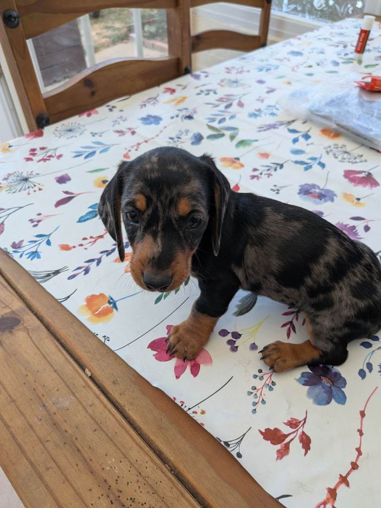 Dachshund 
