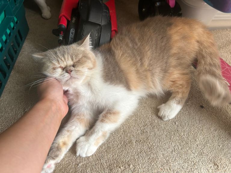 4 year old diluted calico british shorthair for sale