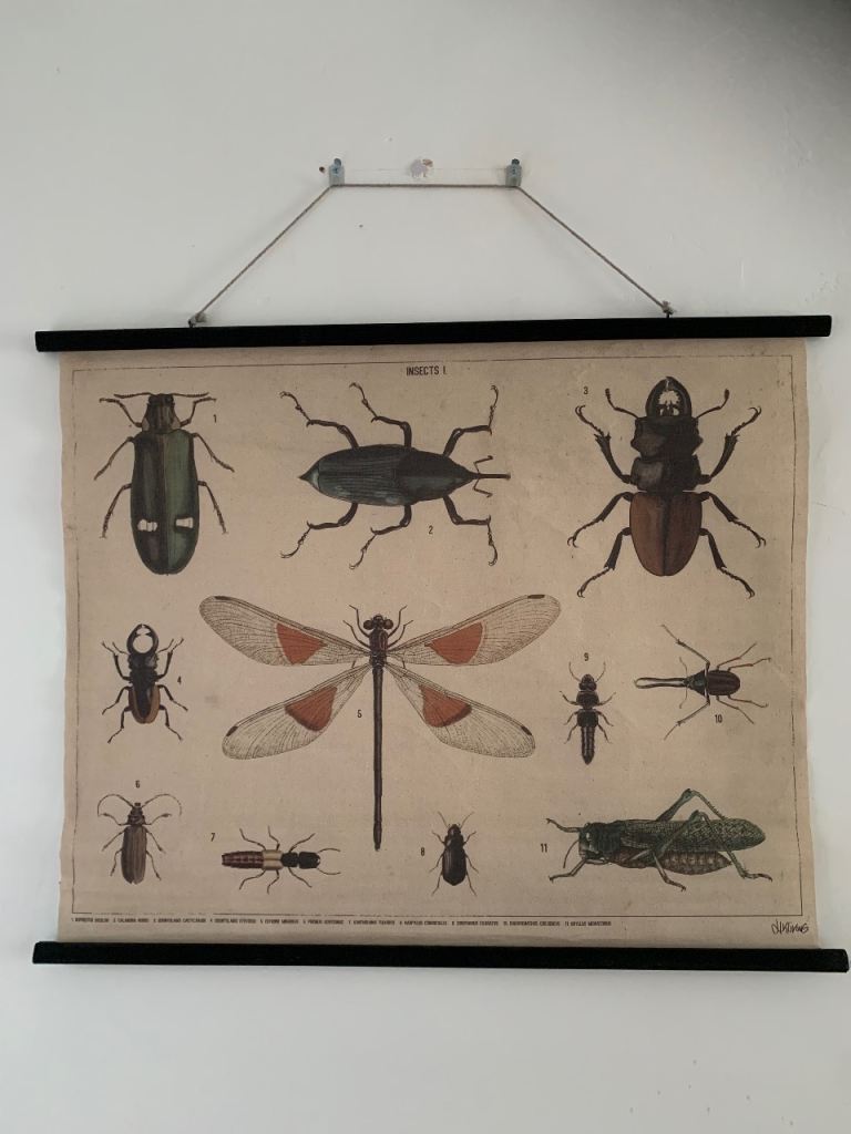 Vintage Insect Picture