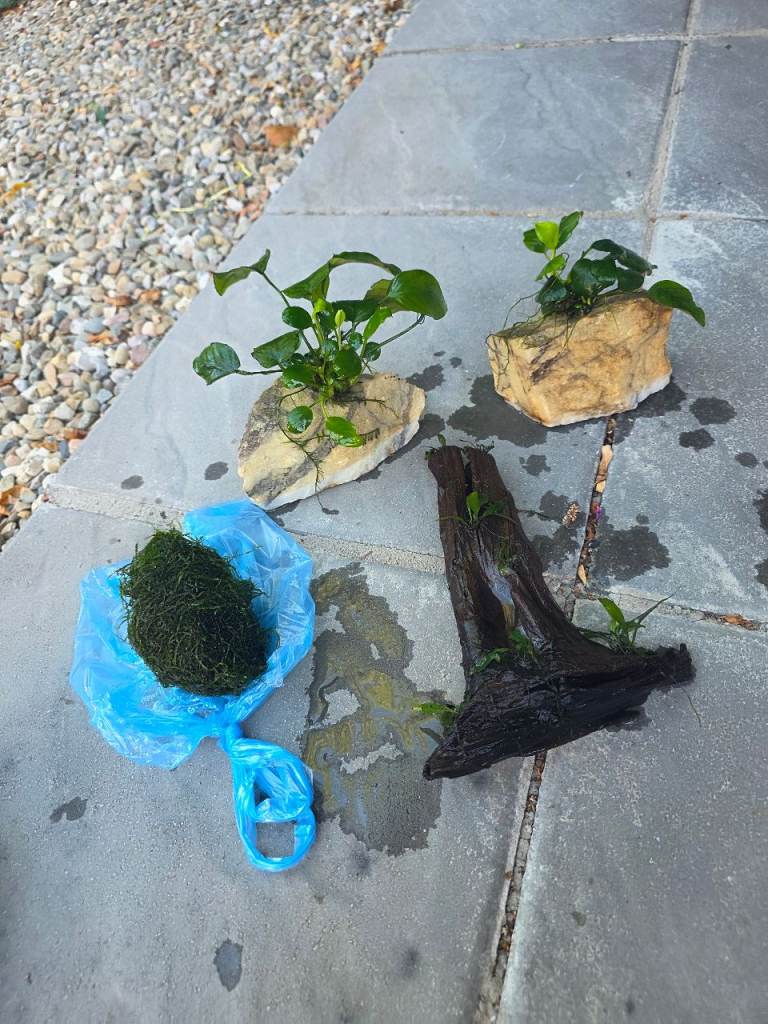 Fiah tank aquarium plants live palnts wood rocks 