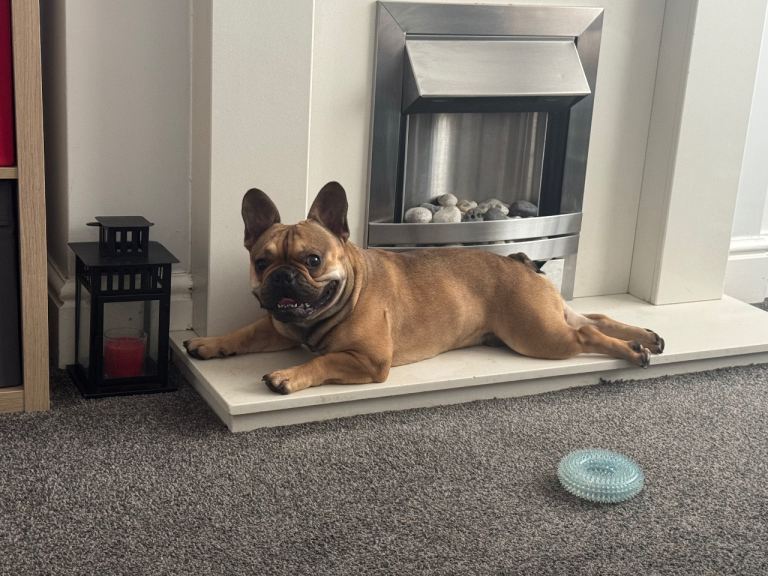 French Bulldog 3 years old