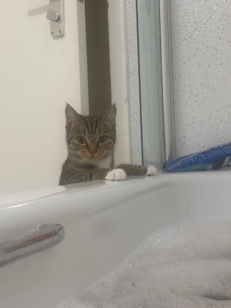 Cat for sale 9 months