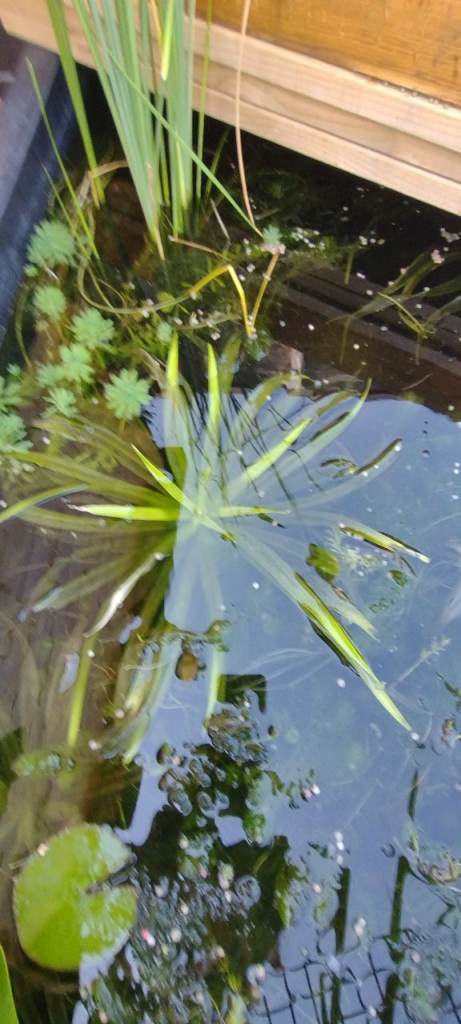 Pond soldiers Water plants 