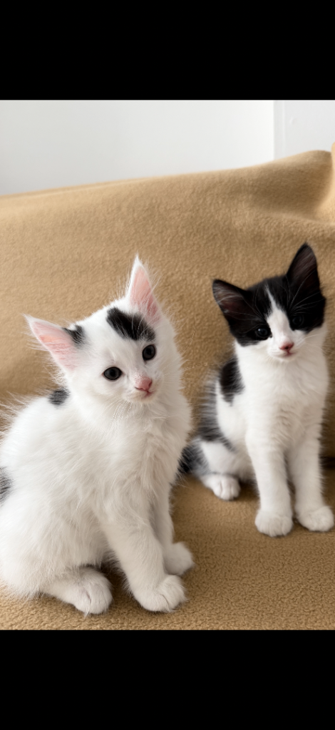 One girl and one boy 😺
