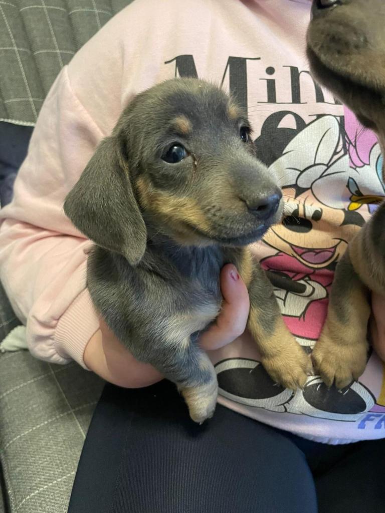 Isabella Miniature Dachshunds